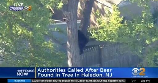 Bear found in tree in backyard in Haledon, N.J. CBS New York