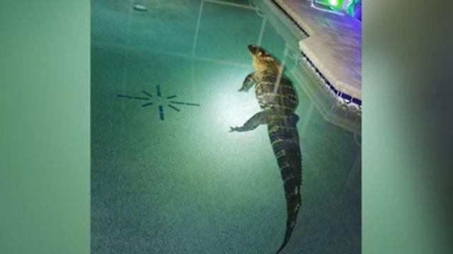 Gator-In-Pool.jpg 