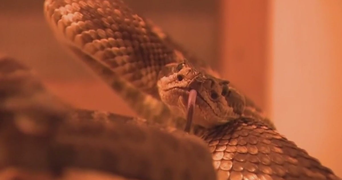 Hot Weather Means NorCal Rattlesnake Season Has Arrived CBS Sacramento