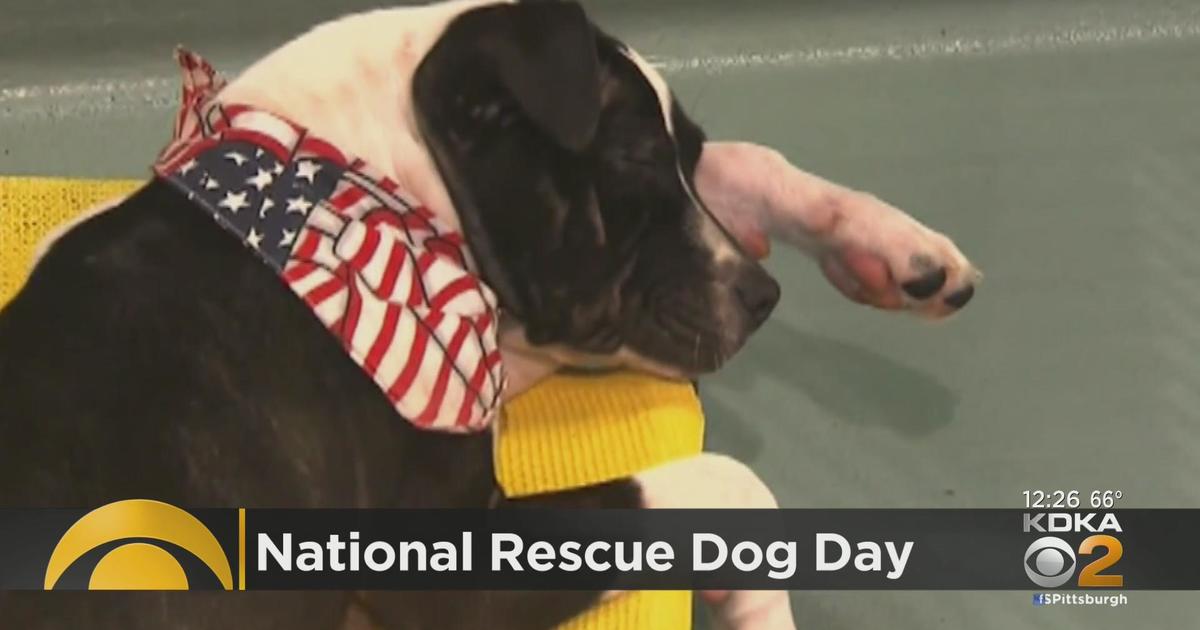 It's National Rescue Dog Day! CBS Pittsburgh