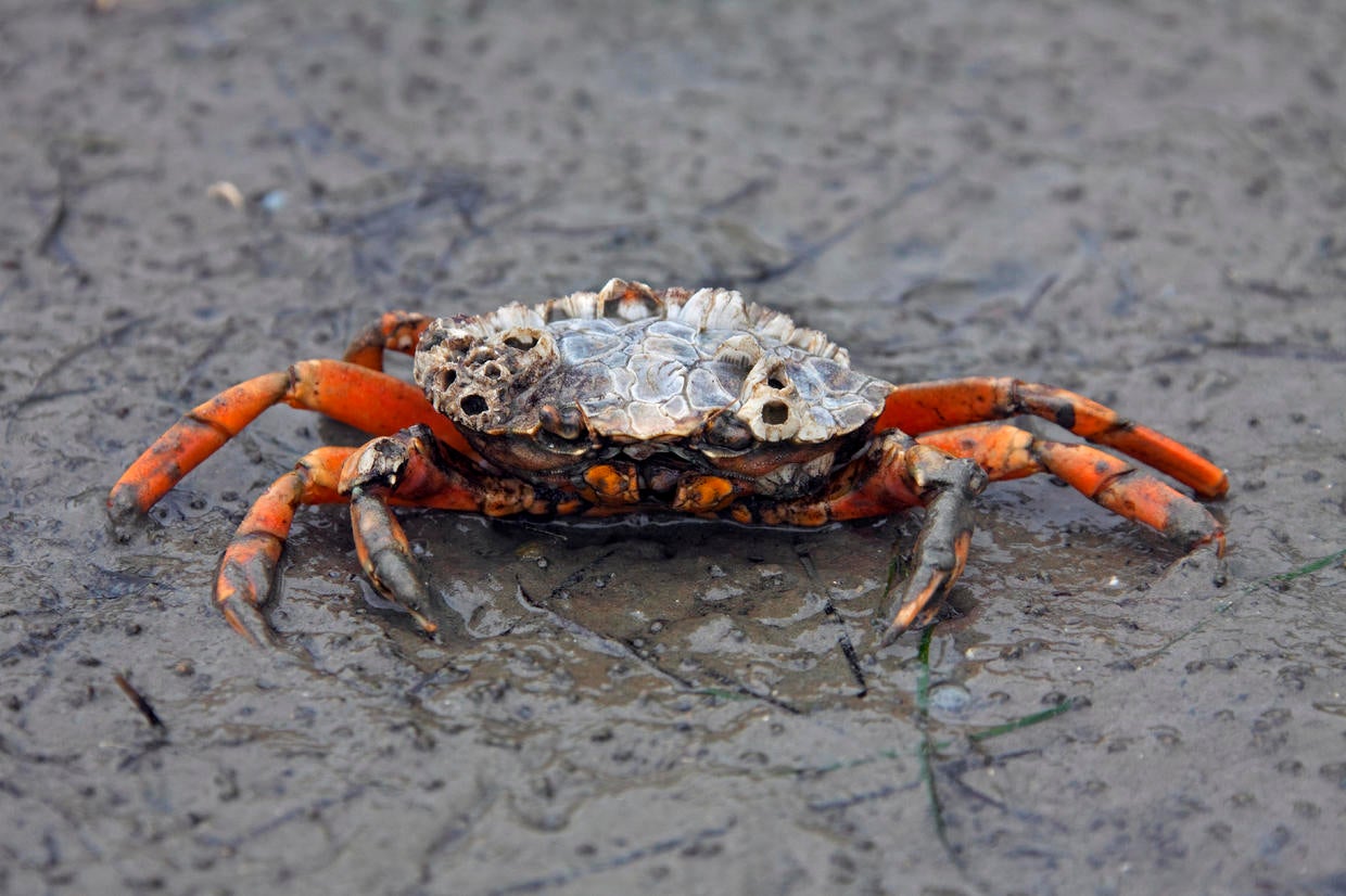 "Efficient Predator": Invasive European Green Crab Found In New Area Of ...