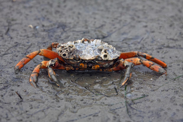 European shore crab / green crab (Carcinus maenas), alien invasive species at low tide 