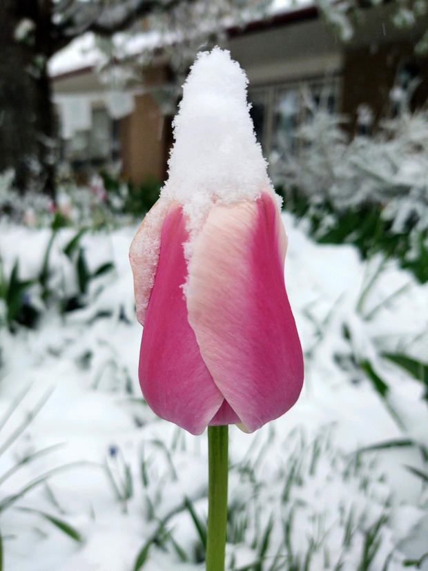 Snowy-Tulip-Sue-Winters-copy-1.jpg 