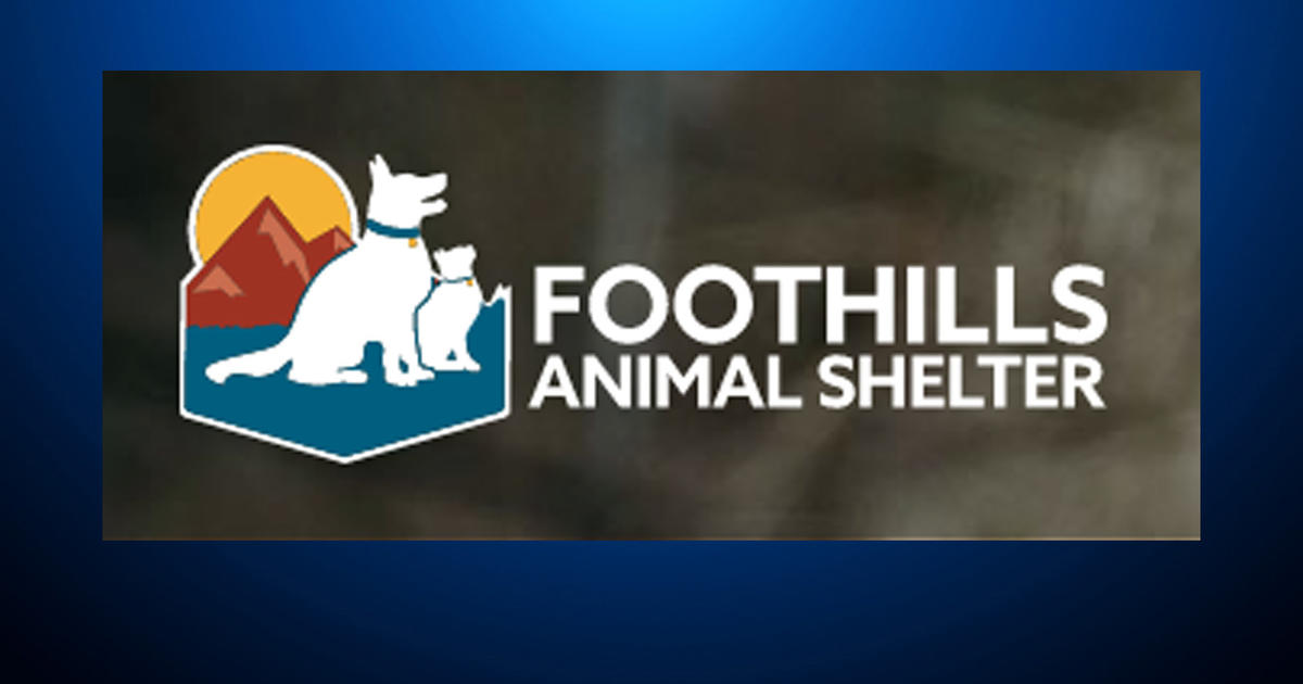 Foothills Animal Shelter Suspends Bird Intakes After Avian Influenza  Detected - CBS Colorado