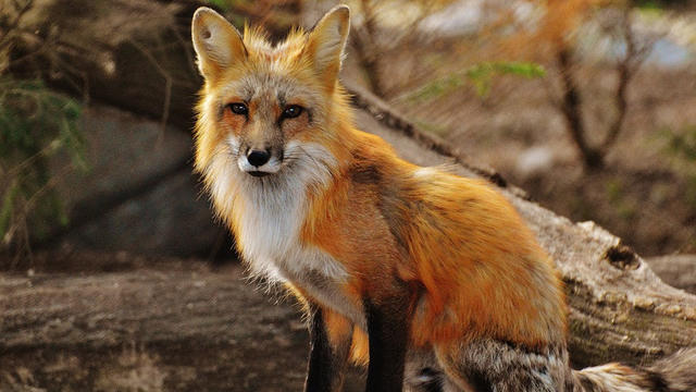 red-fox.jpg 