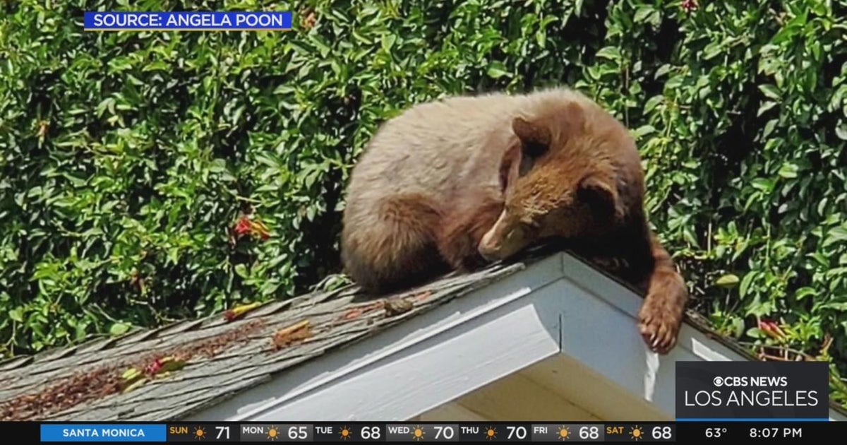Bear wanders through Arcadia neighborhood yards CBS Los Angeles