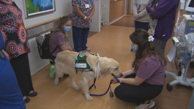 buddy-hospital-dog-frame-480.jpg 