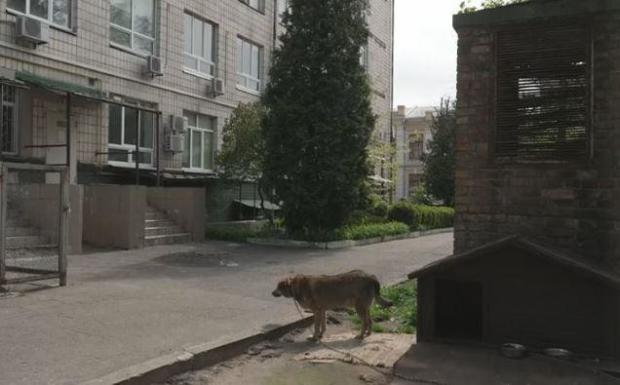 ukraine-biolab-rambo-dog.jpg 