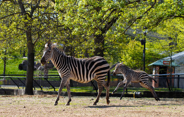 Como Zoo zebra foal 