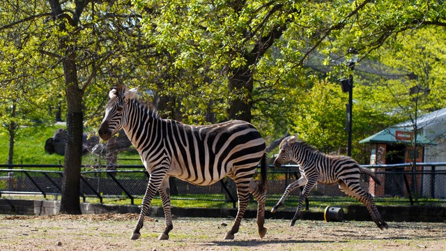 zebra-foal-running-2022-minnies.jpg 
