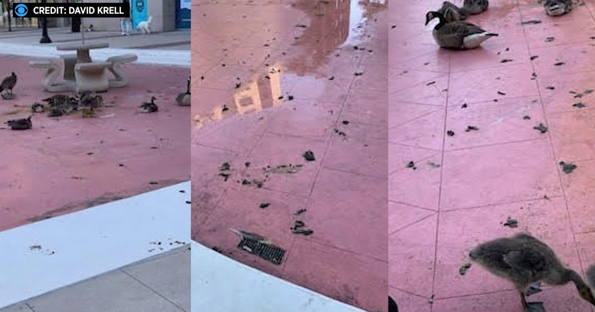 Some Jersey City residents say geese droppings are creating "an