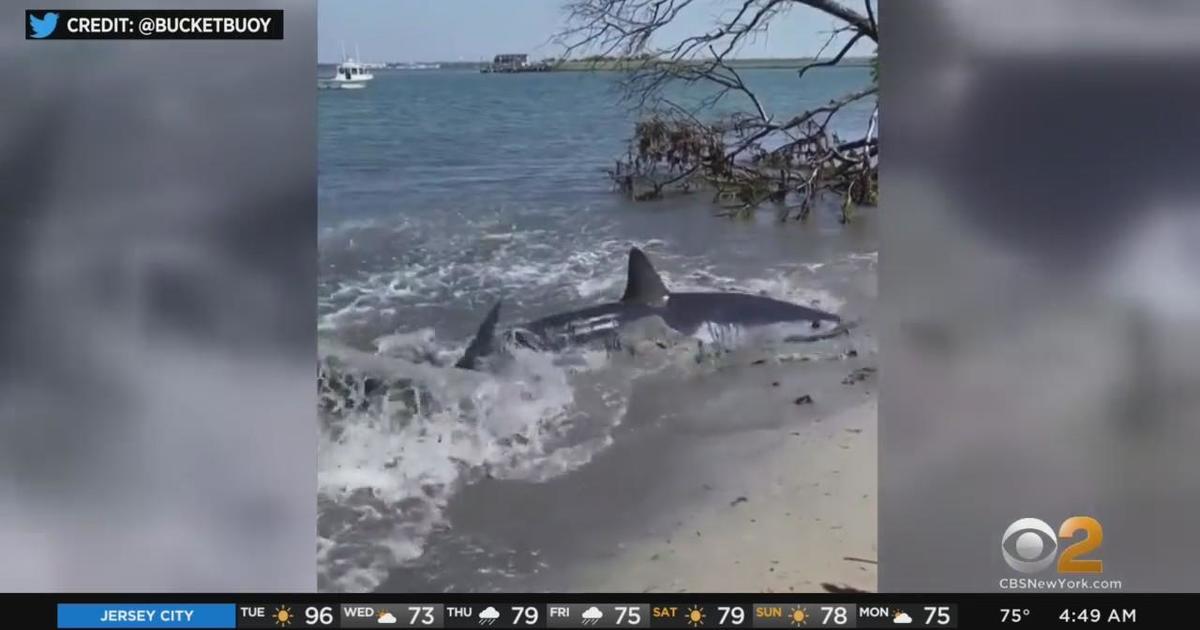 Shark spotted on Long Island shore - CBS New York