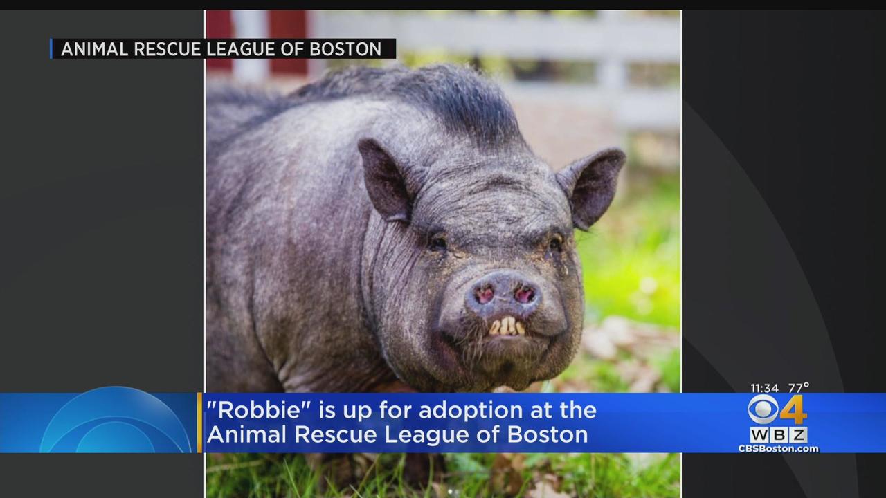 Pig up for adoption at Animal Rescue League of Boston - CBS Boston