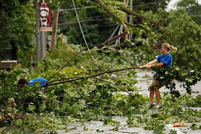 downed trees generic