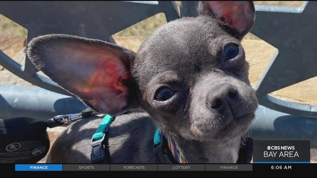 Chihuahua stolen in SF 