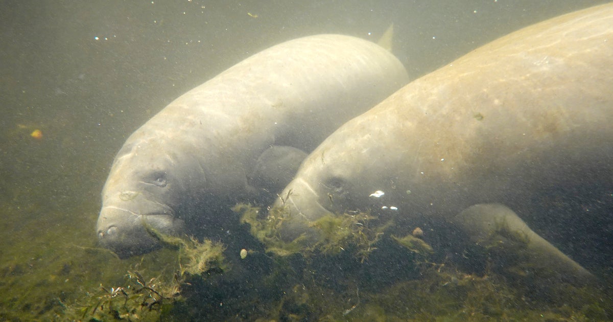 You should will not simply call the cops on mating manatees, Florida sheriff’s office suggests You should will not simply call the cops on mating manatees, Florida sheriff’s office suggests