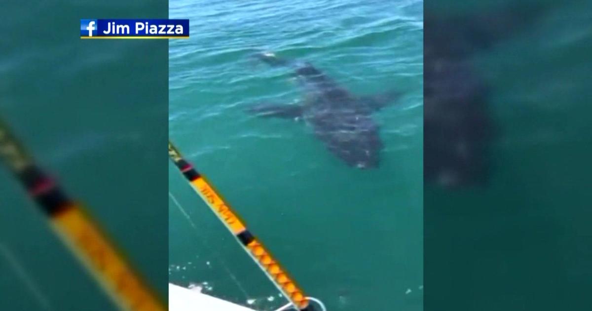 Unique' whale shark sighting off coast of SPI