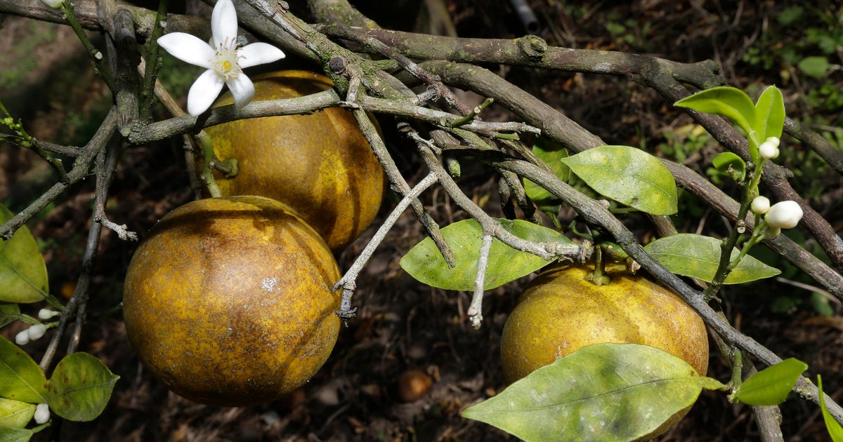 Florida’s citrus figures unchanged as disease battle continues Florida’s citrus figures unchanged as disease battle continues