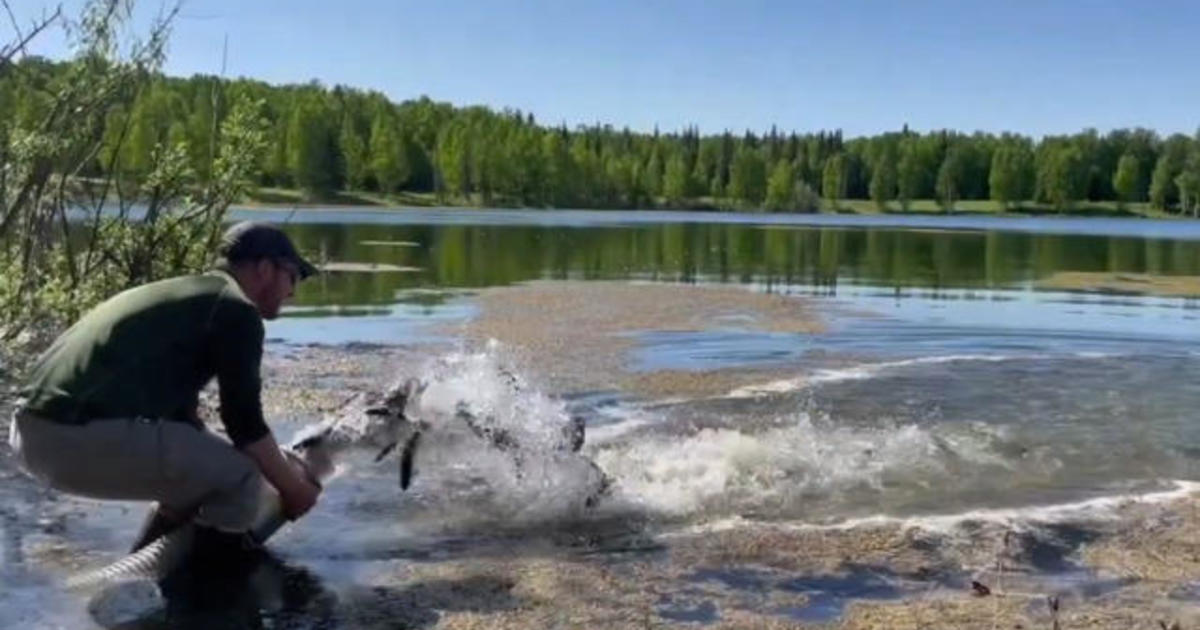 Alaskas Chena Lakes Filled With Thousands Of Rainbow Trout Flipboard