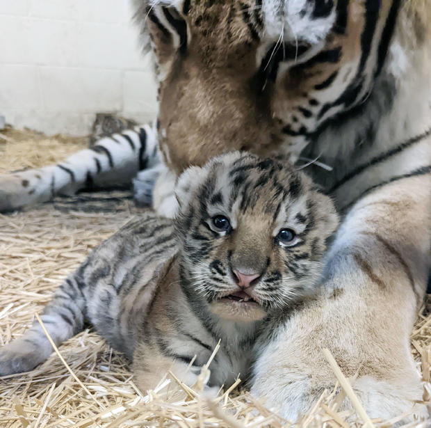 mnzoo-dari-with-cub.jpg 