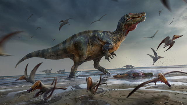 Artist's illustration shows a large meat-eating dinosaur dubbed the "White Rock spinosaurid," 
