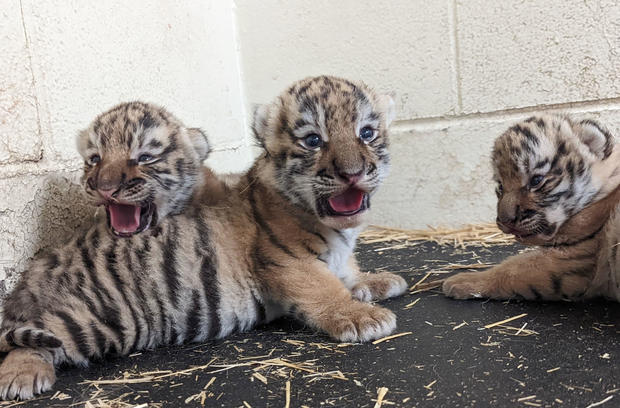 mnzoo-amur-tiger-cubs.jpg 