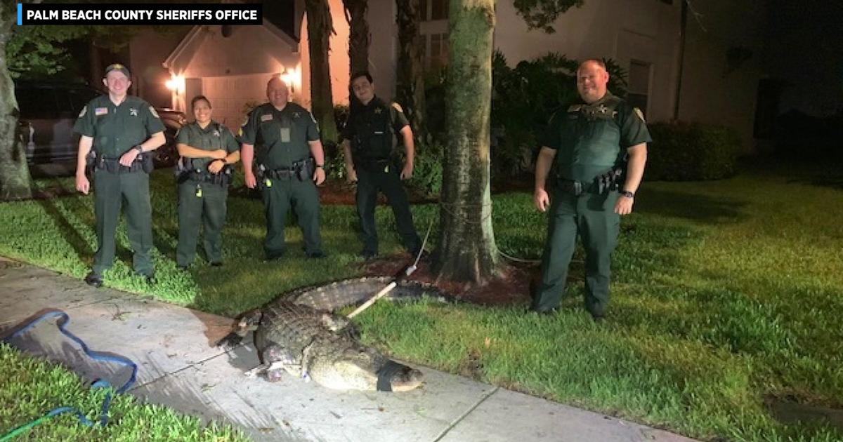 Florida man bitten by alligator he mistook for a dog on a long leash