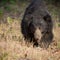 Sloth bear kills and eats couple in very unusual attack