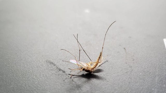 Dead Mosquito 