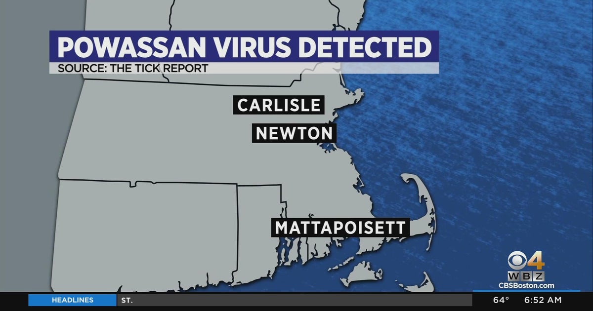 Ticks test positive for Powassan virus in Massachusetts CBS Boston
