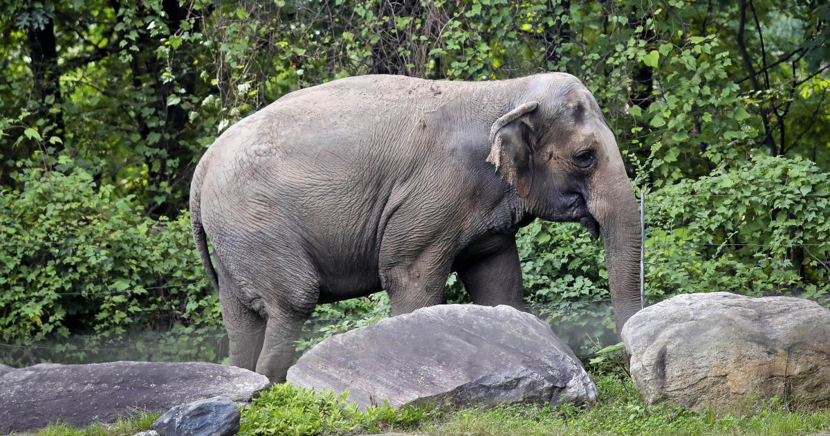 Bronx Zoo elephant named Happy isn't a person, court rules