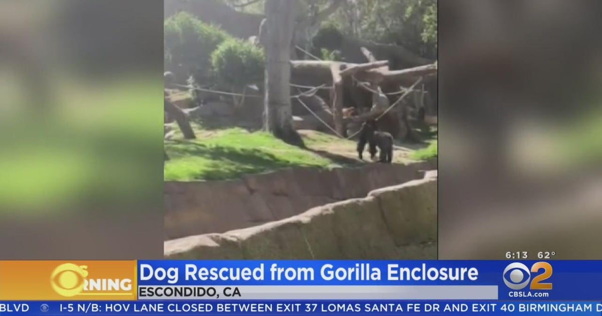 Dog somehow gets into gorilla enclosure at San Diego Zoo CBS Los Angeles