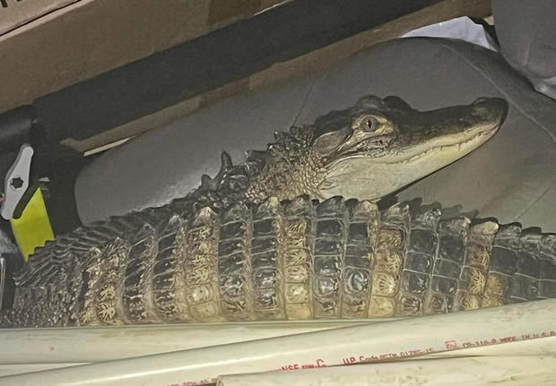 karen-alligator.jpg 