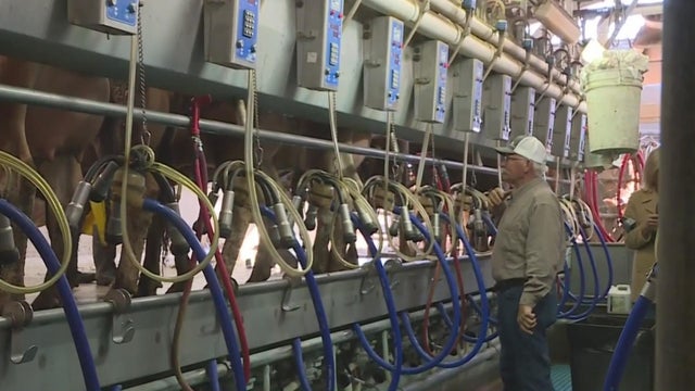 cow-farmer.jpg 