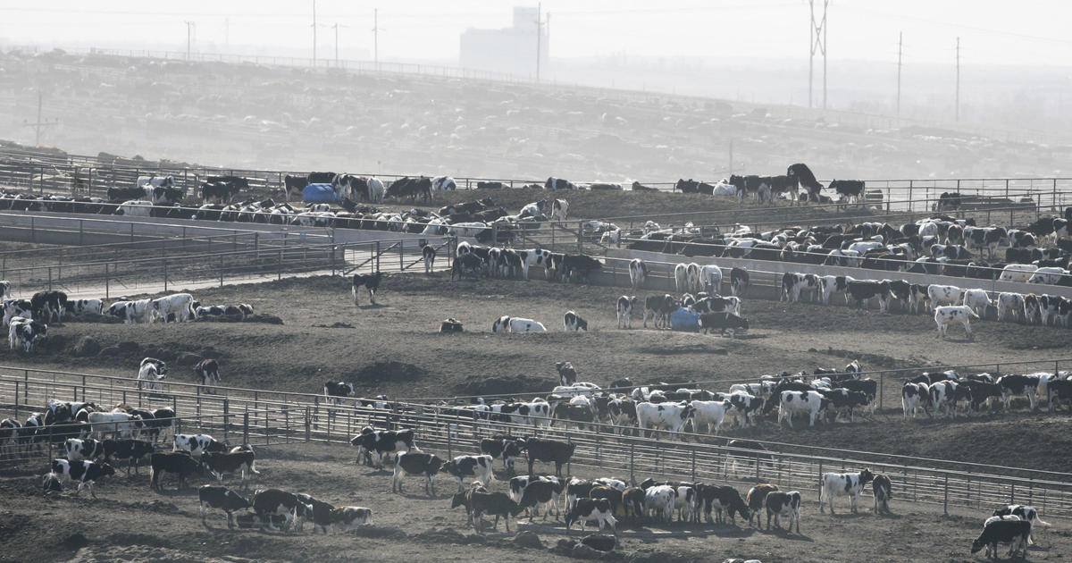 Heat stress blamed for thousands of cattle deaths in Kansas - CBS News