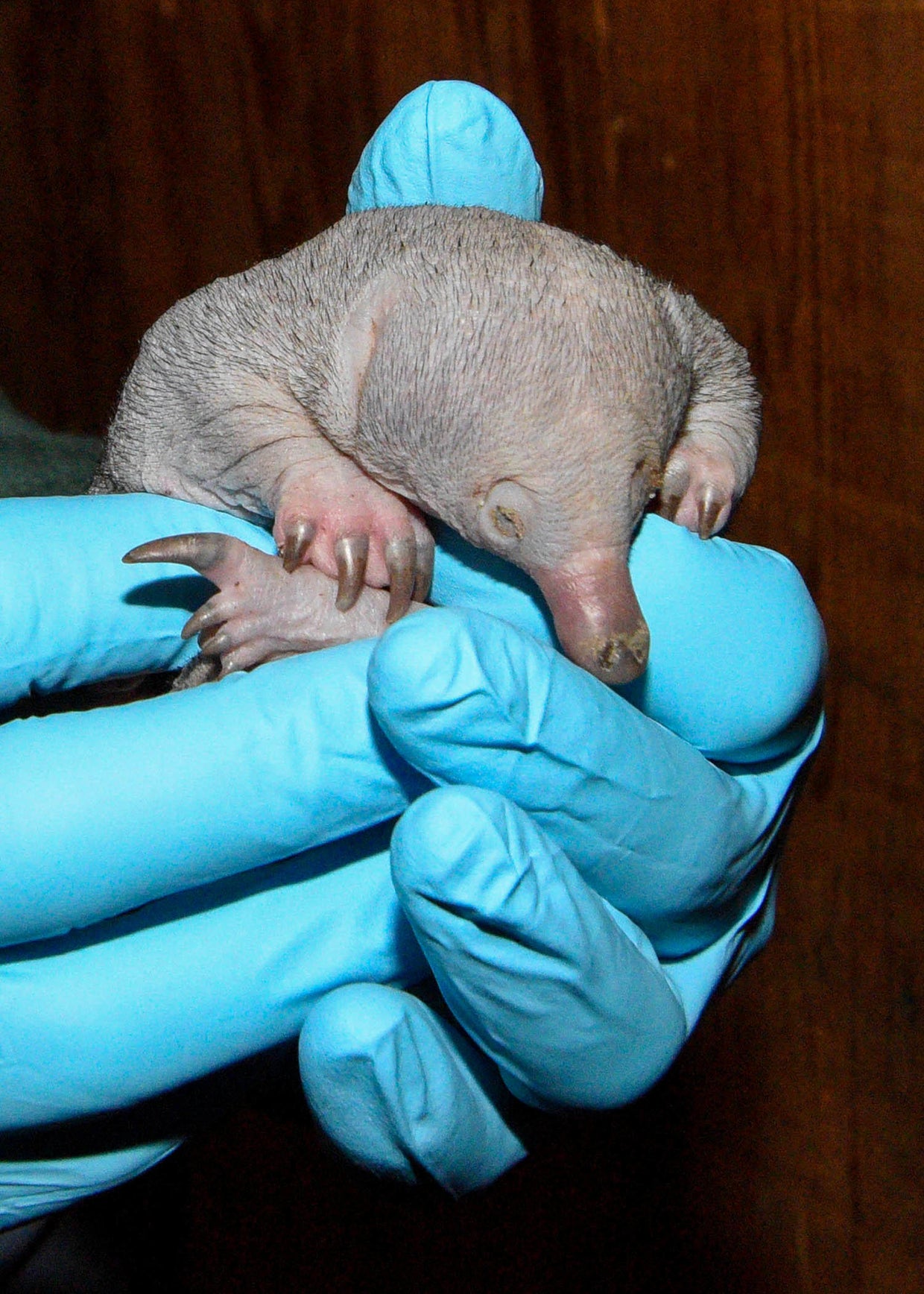 Brookfield Zoo celebrates first hatching of new baby puggle - CBS Chicago