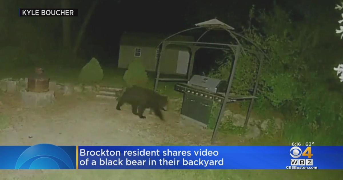 Black bear seen wandering through Brockton neighborhood