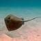Nature: Stingrays