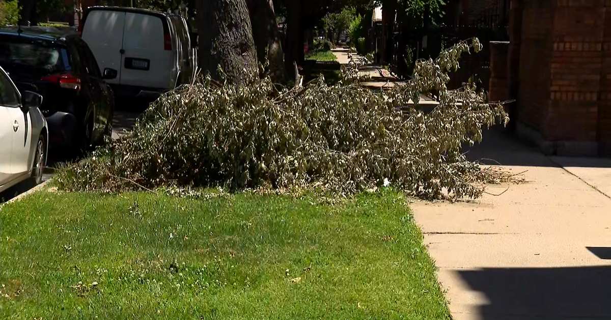 Debris from downed trees is still strewn around Ukrainian Village a ...