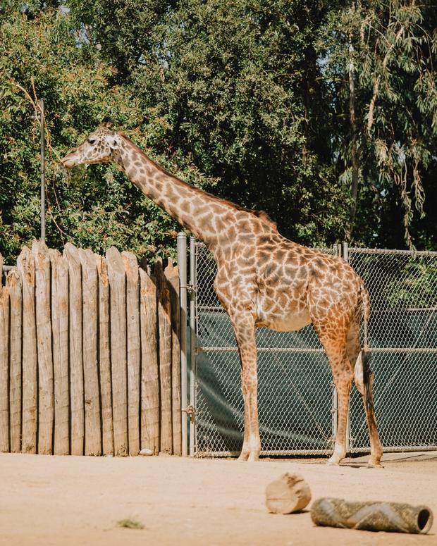 pregnant giraffe 1 