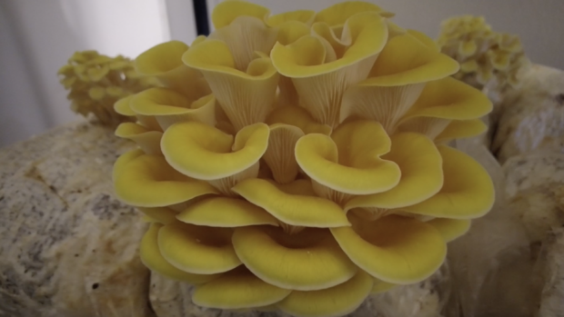 oyster-mushrooms.png 