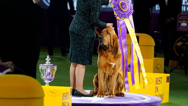 Westminster Dog Show 