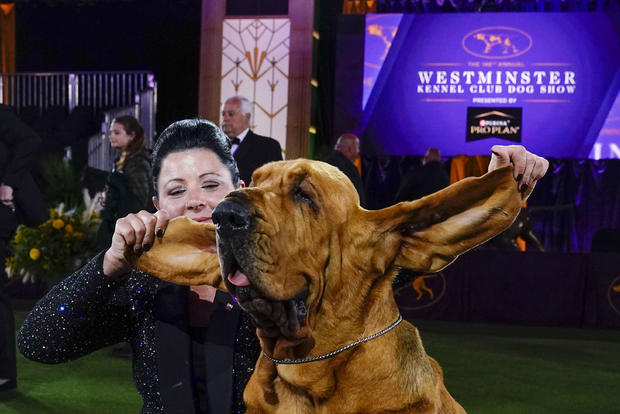 APTOPIX Westminster Dog Show 