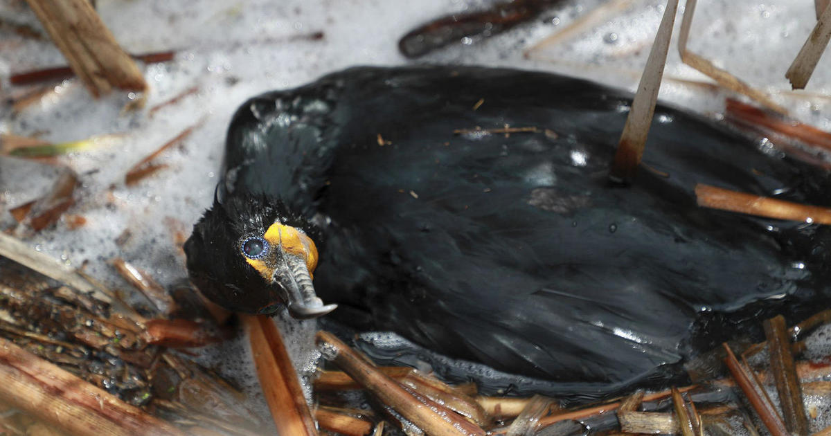 Hundreds of dead cormorants wash up on Martha's Vineyard as officials warn of bird flu