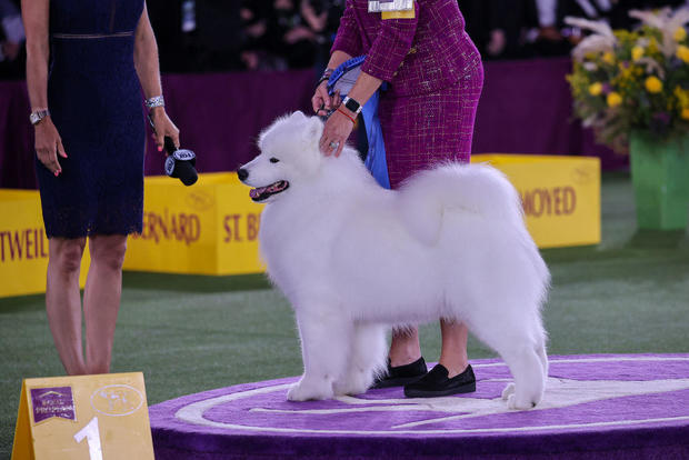 2022 Westminster Kennel Club Dog Show: Working Group Best in Show 