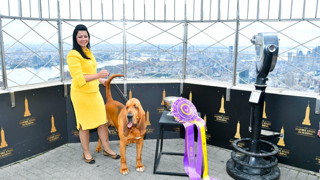 Winner of the Westminster Dog Show Visits the Empire State Building 
