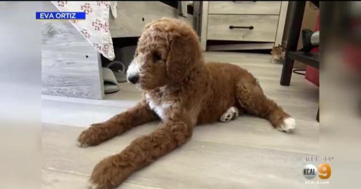 Sir Louis Vuitton - Goldendoodles Utah-Your puppy is waiting!