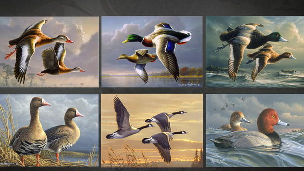 jim-hautman-winning-duck-stamps.jpg 
