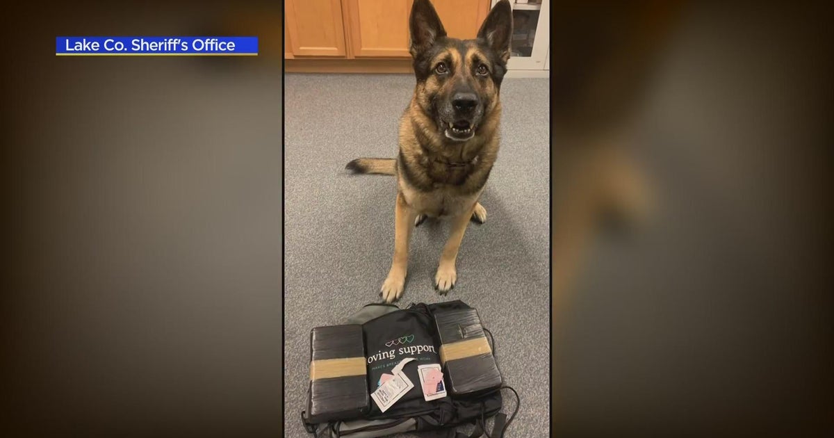 Lake County Sheriff's K9 assist in drug bust - CBS Chicago