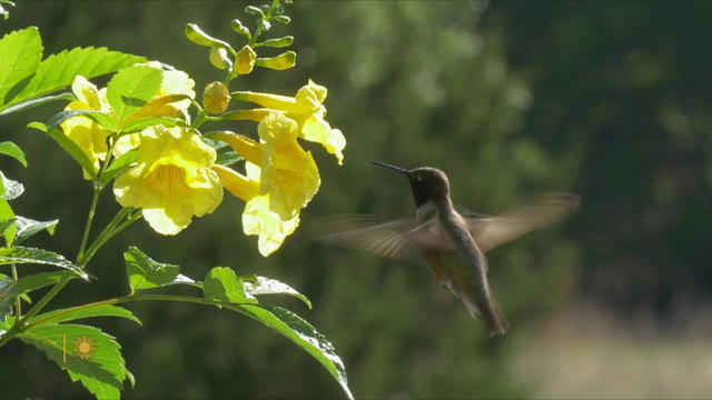 hummingbird1920-1089084-640x360.jpg 